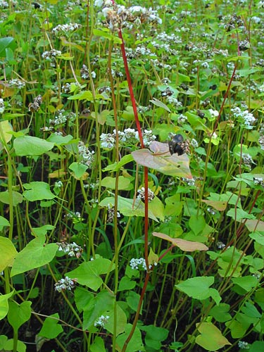 articleimages/سیاه گندم/917.jpg